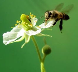 蜜蜂病虫害防治合理用药方案