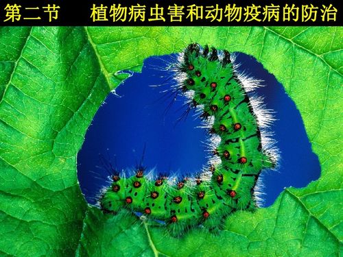 植物病虫害防治与动物疫病的防治 浙江省杭州市萧山市